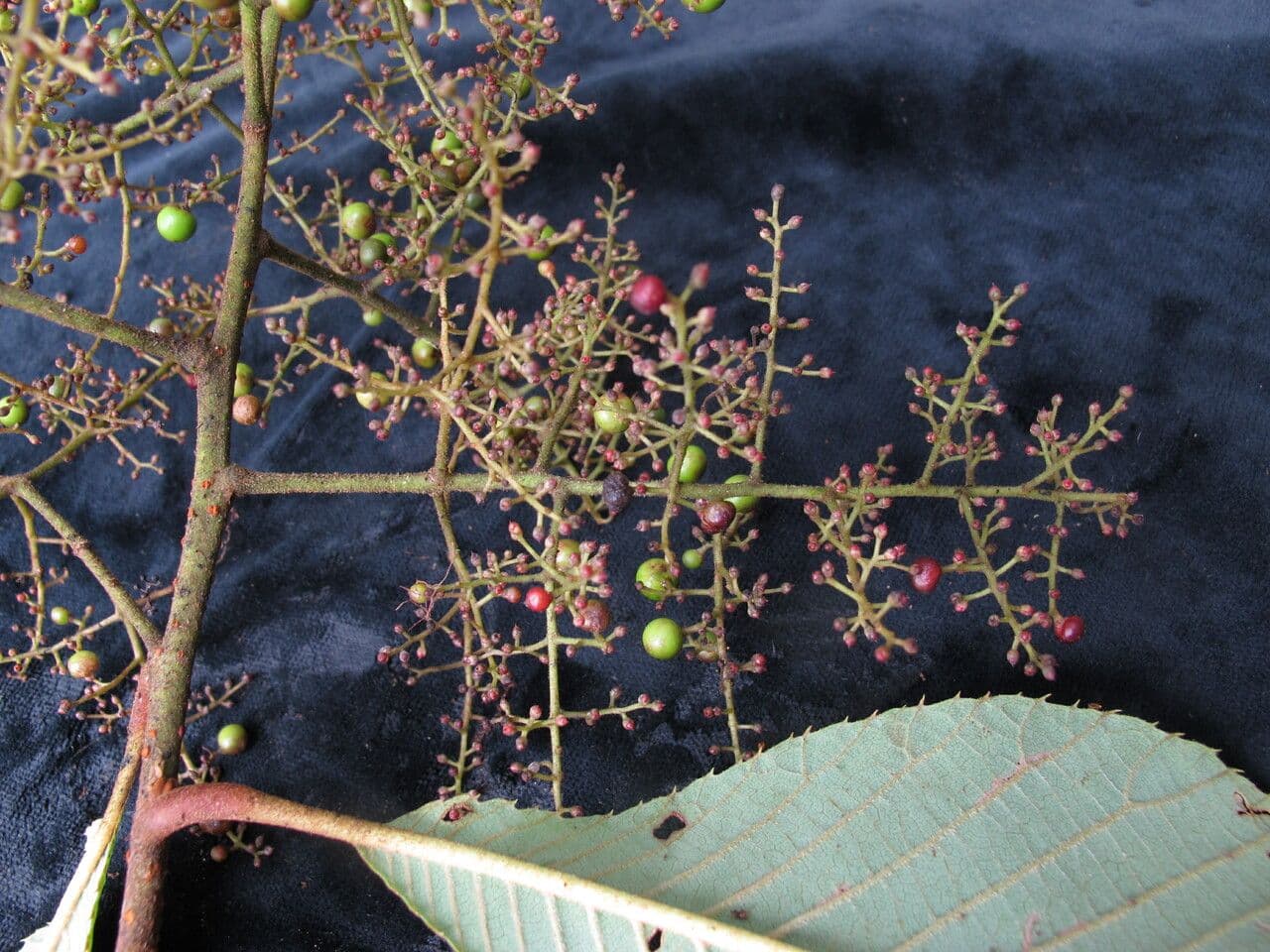 Meliosma 5