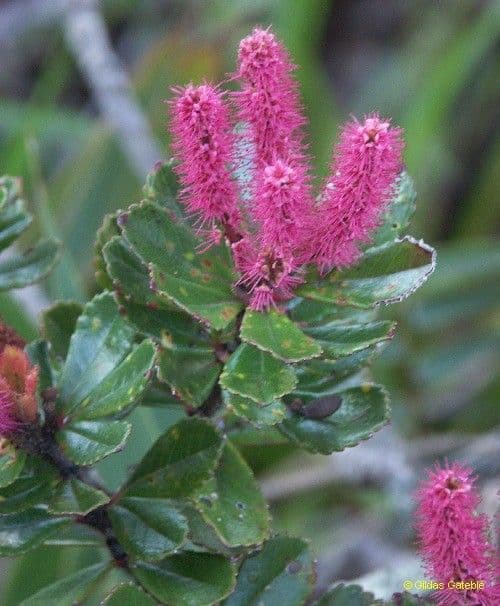 Cunonia 6