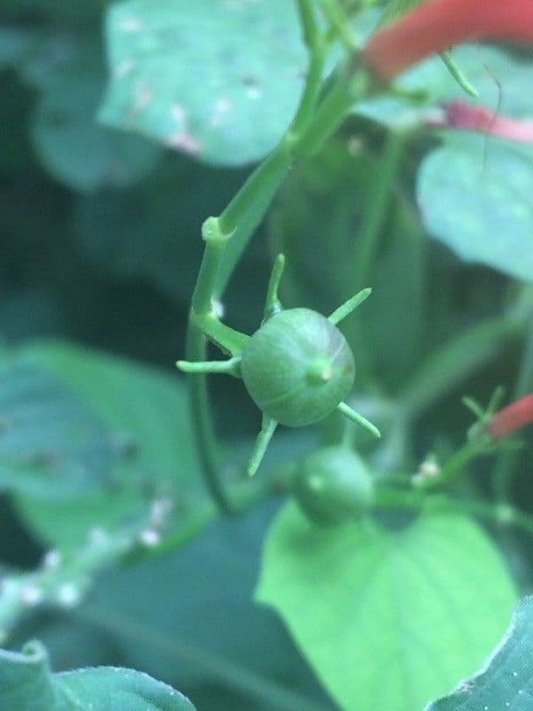 Ipomoea hederifolia 5