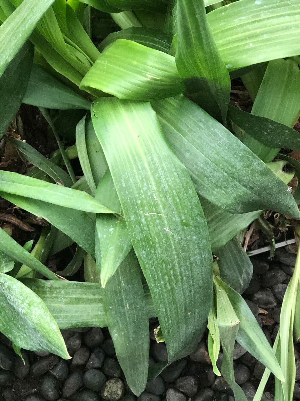 Zygopetalum 12