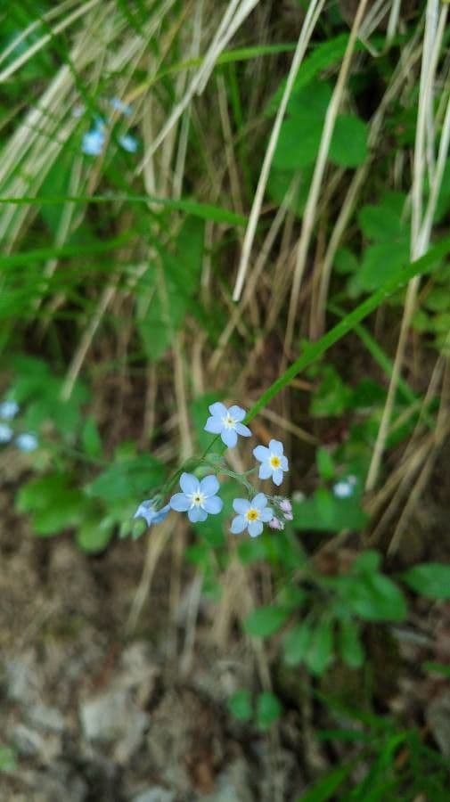 Forget-me-not 7
