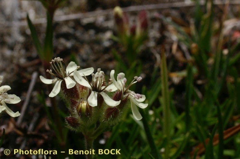 Saponaria gialla 3