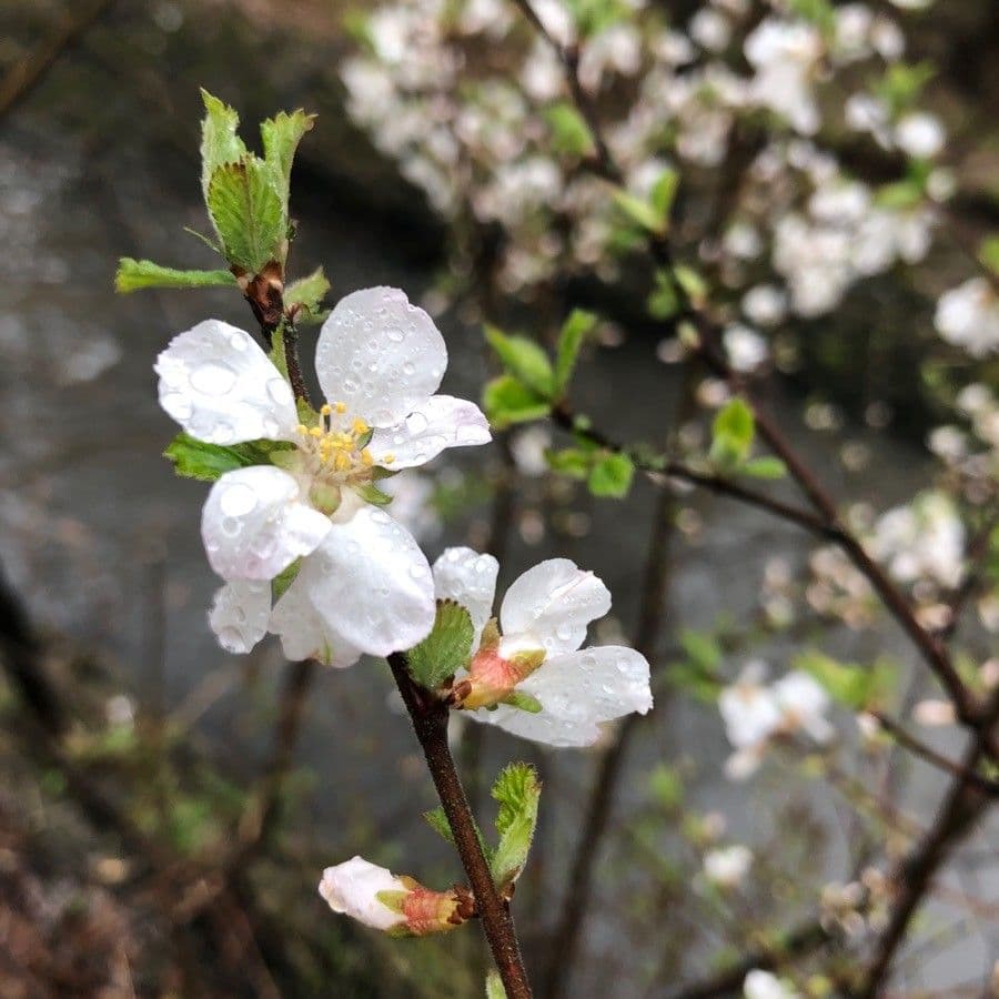 Prunus tomentosa 10