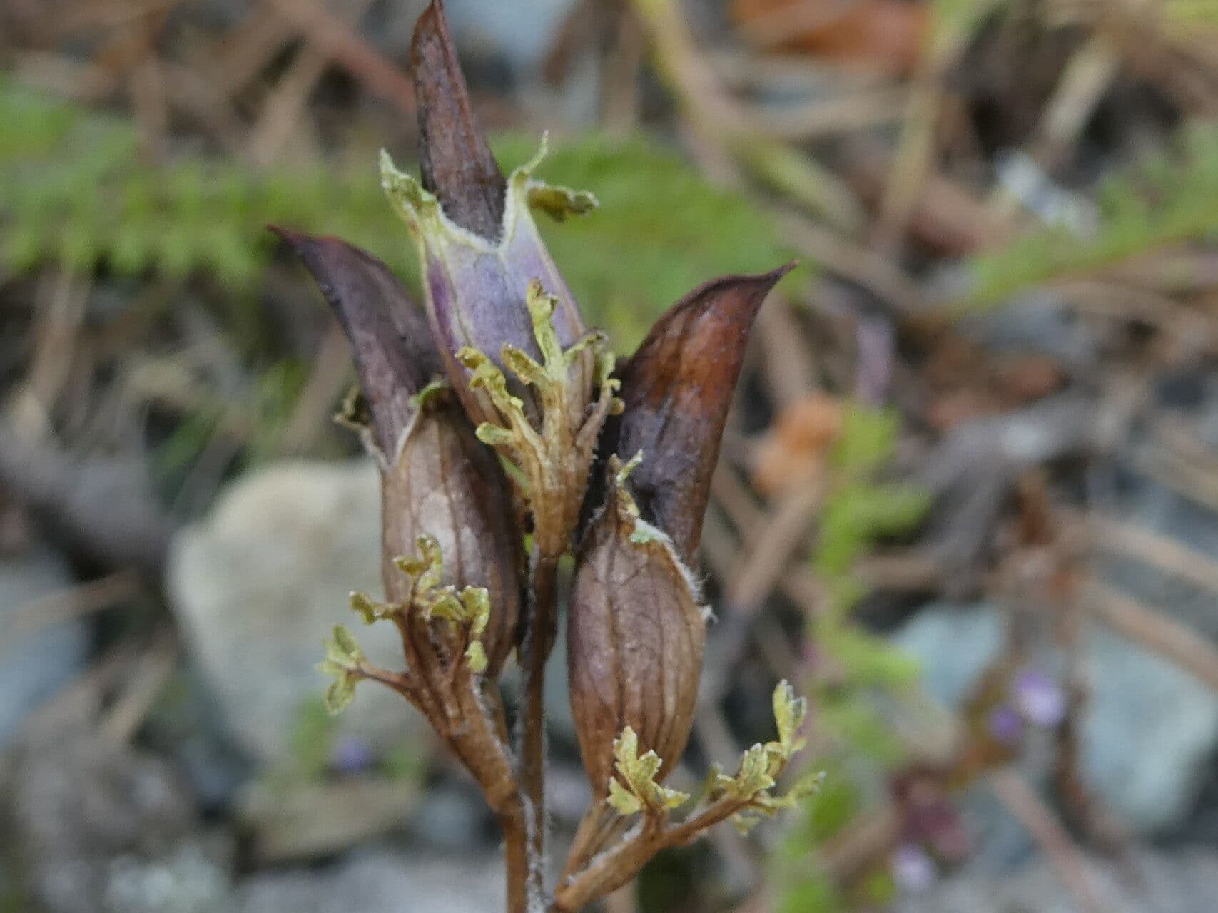 Vrbina pyrenejská 2