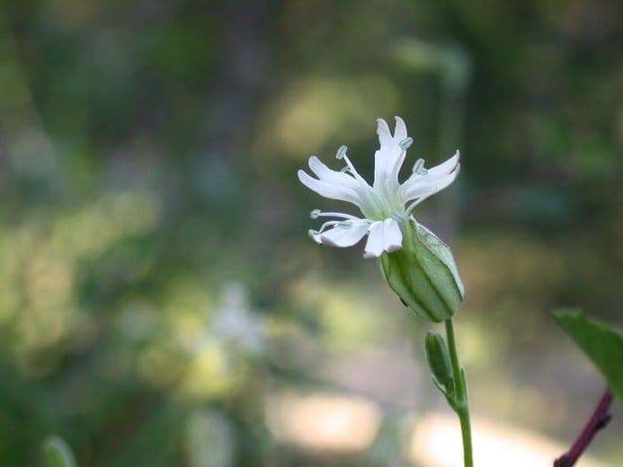 Silene
