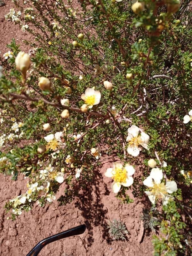 Purshia tridentata 18