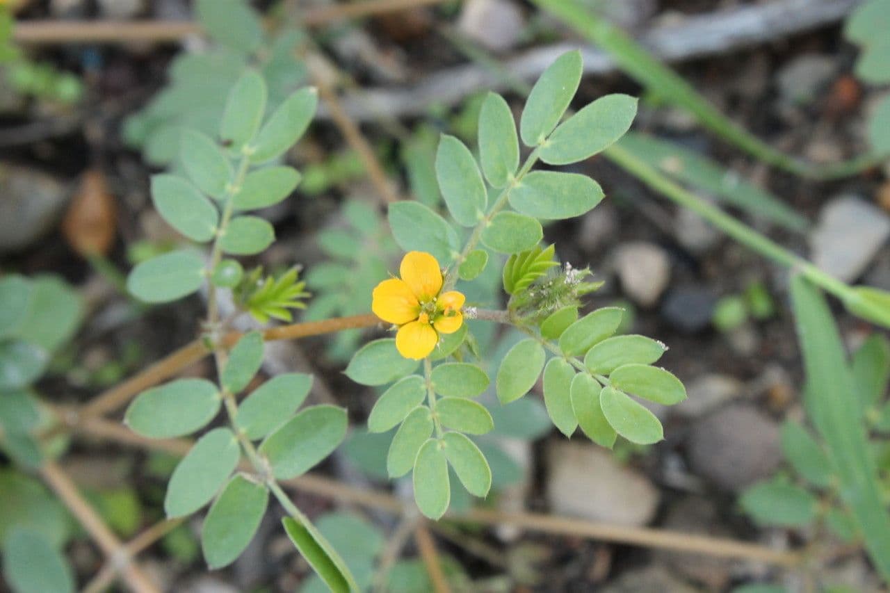 Kallstroemia californica 8