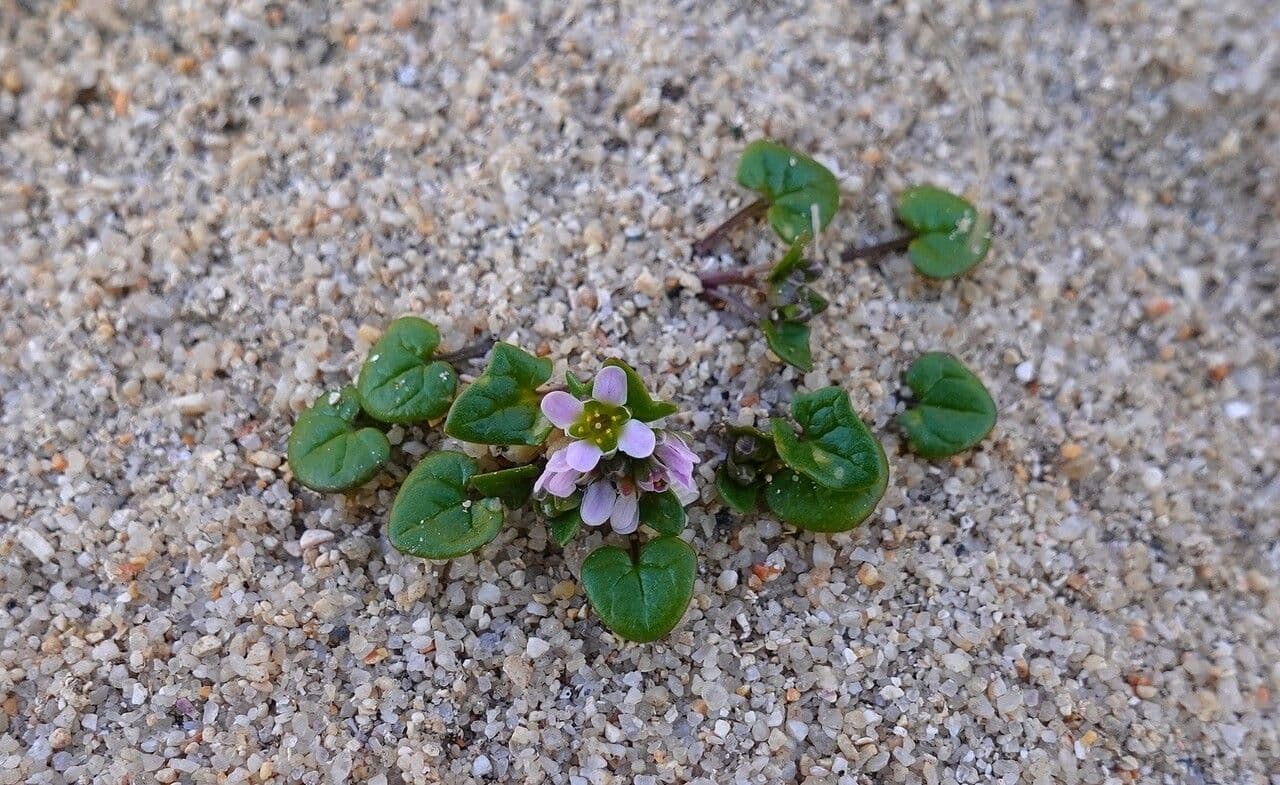 Coclearia danese 15