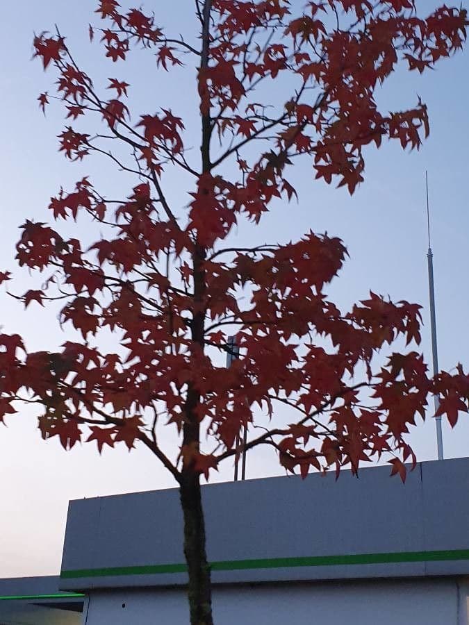 Liquidambar 12
