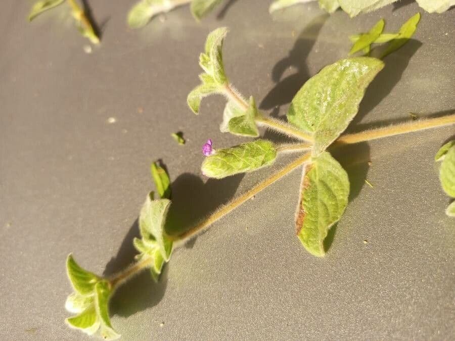Nelsonia canescens 7