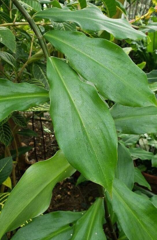 Costus 5