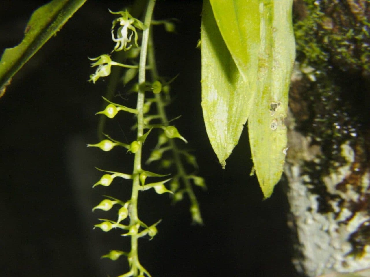 Cryptarrhena guatemalská 6
