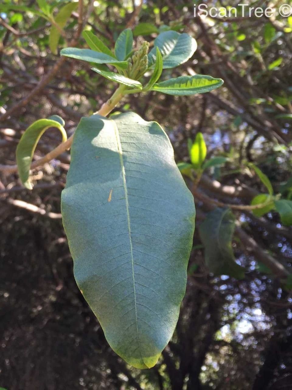 Calodendrum 14