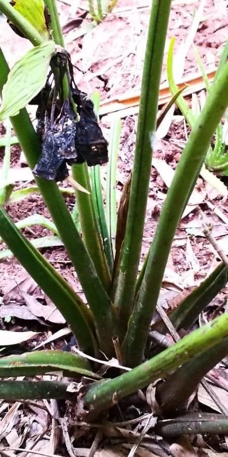Tacca 21