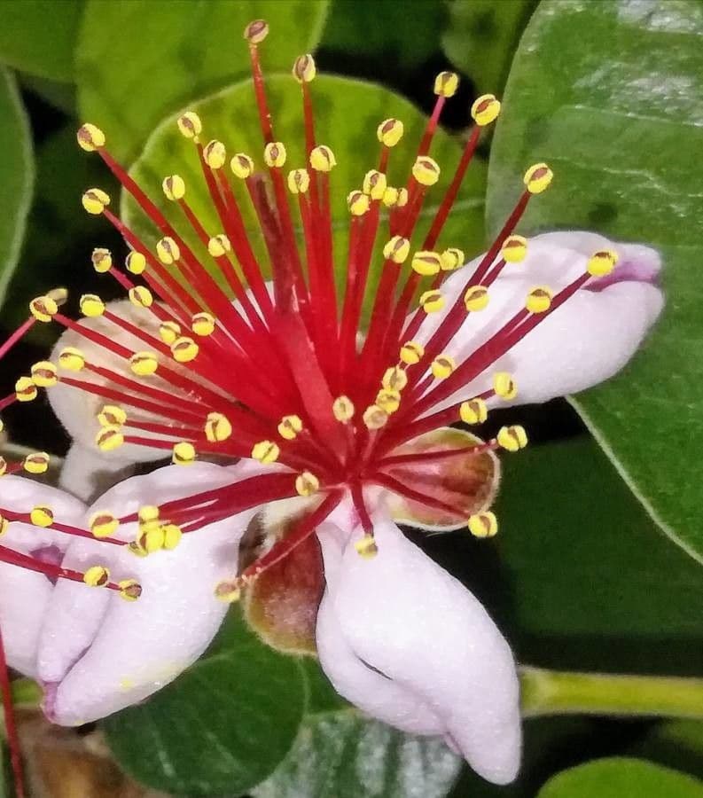 Feijoa 8