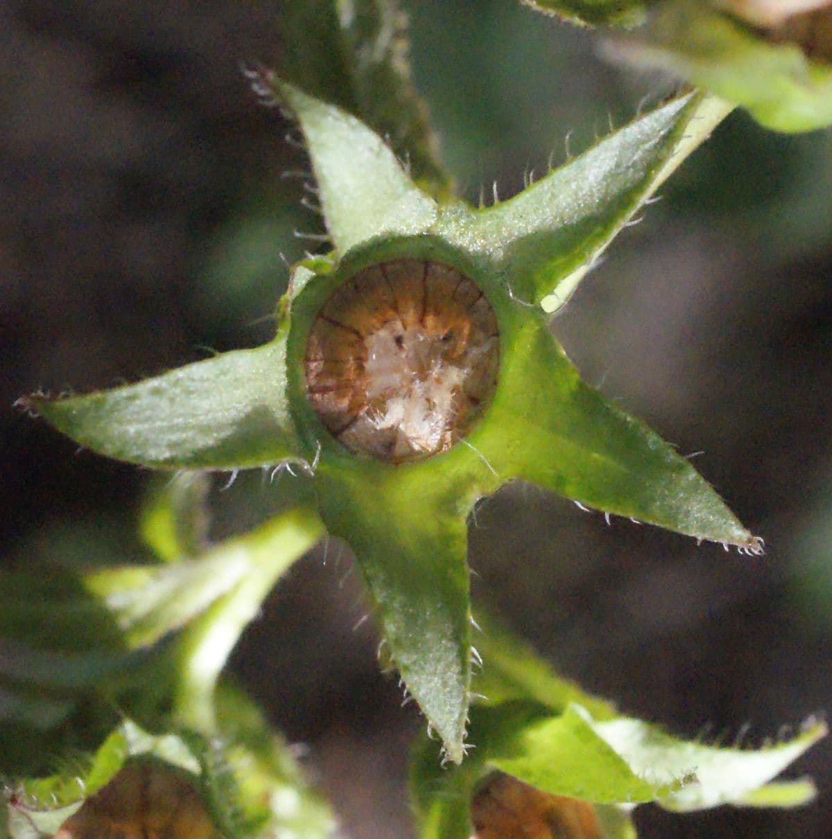 Breitblättrige Glockenblume 2