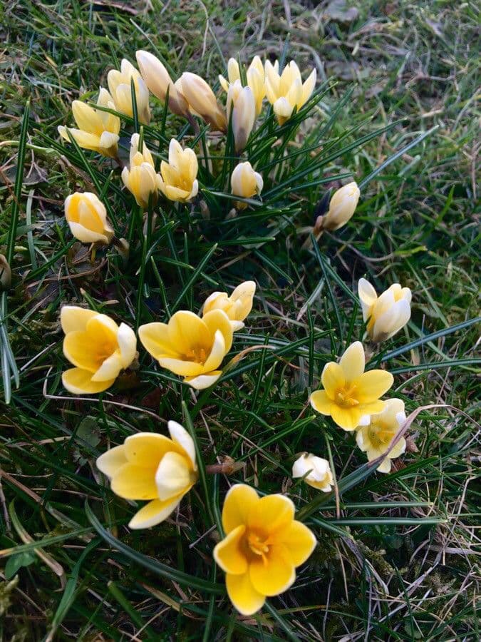 Goldkrokus 7