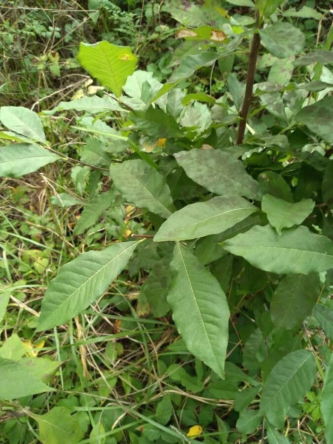 Sideroxylon 8