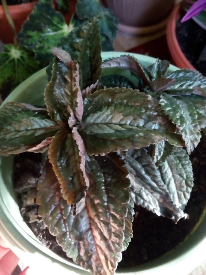 Pilea 9