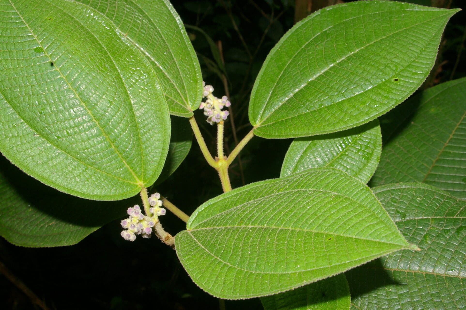Conostegia micrantha 7