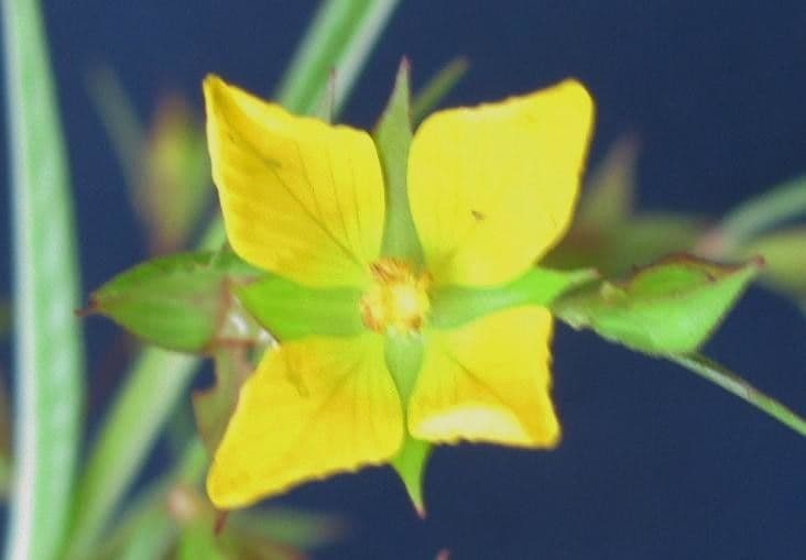 Ludwigia decurrente 8