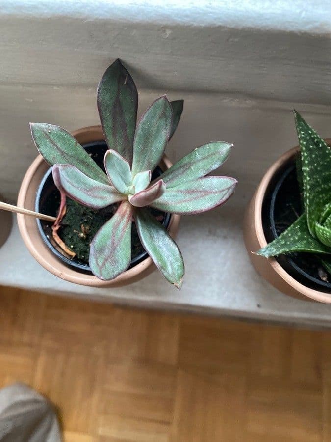 Echeveria 10