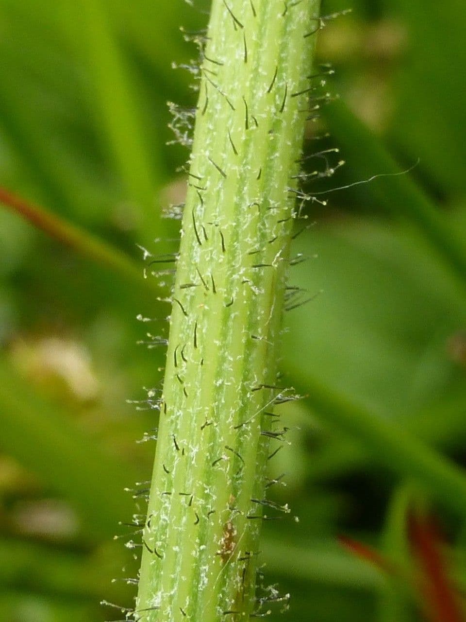 Willemetia stipitata 20