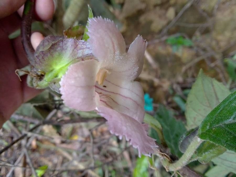 Drymonia seghettata 7