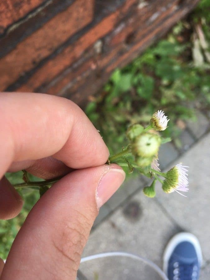 Philadelphia-Berufkraut