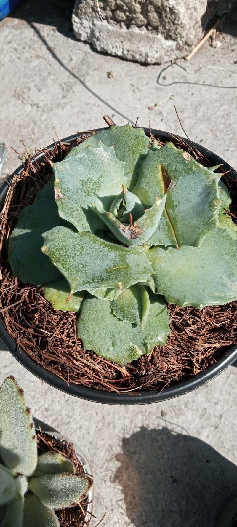 Agave 12