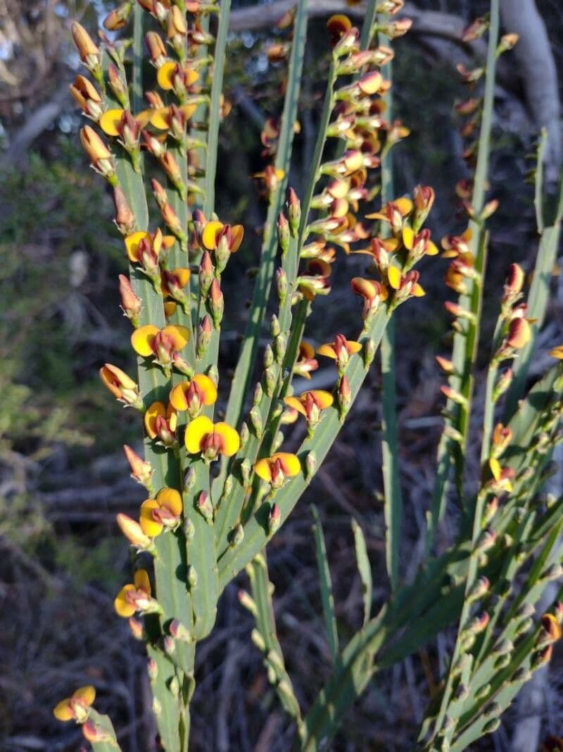 Bossiaea scolopendria 2