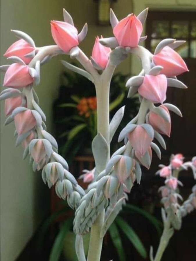 Echeveria elegante 8