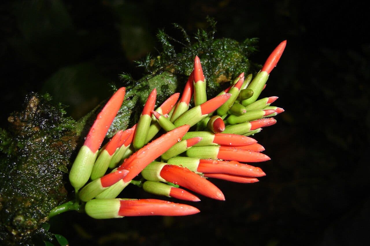 Dahlstedtia 3