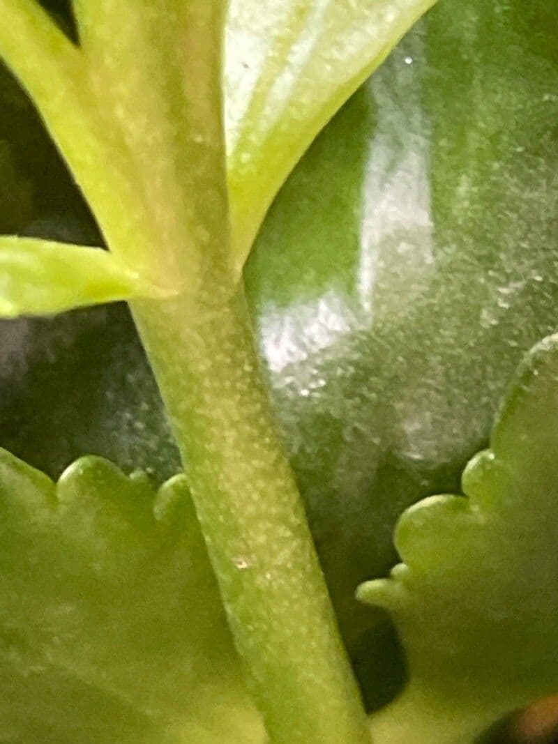 Kalanchoe 23