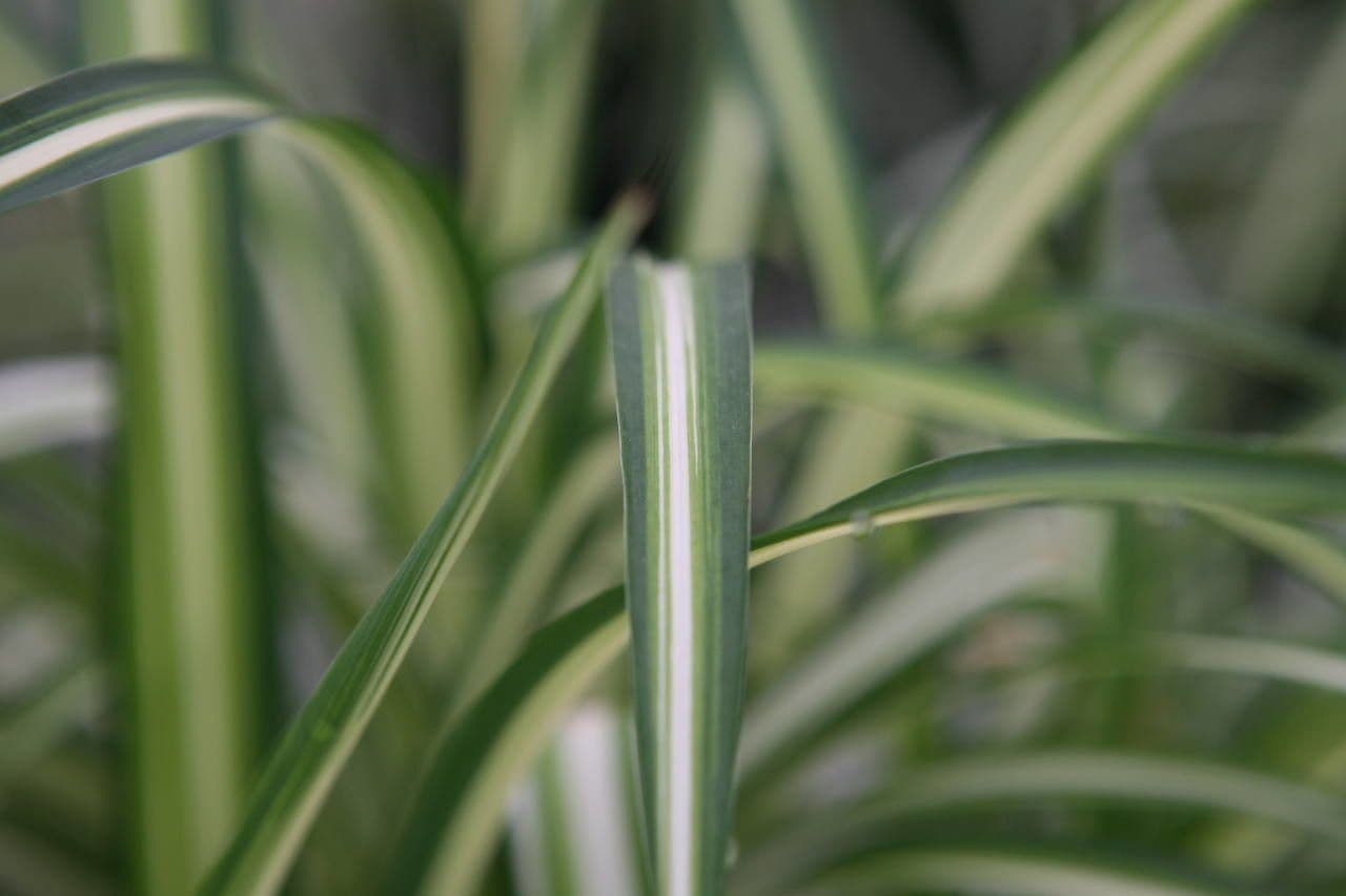 Chlorophytum 23