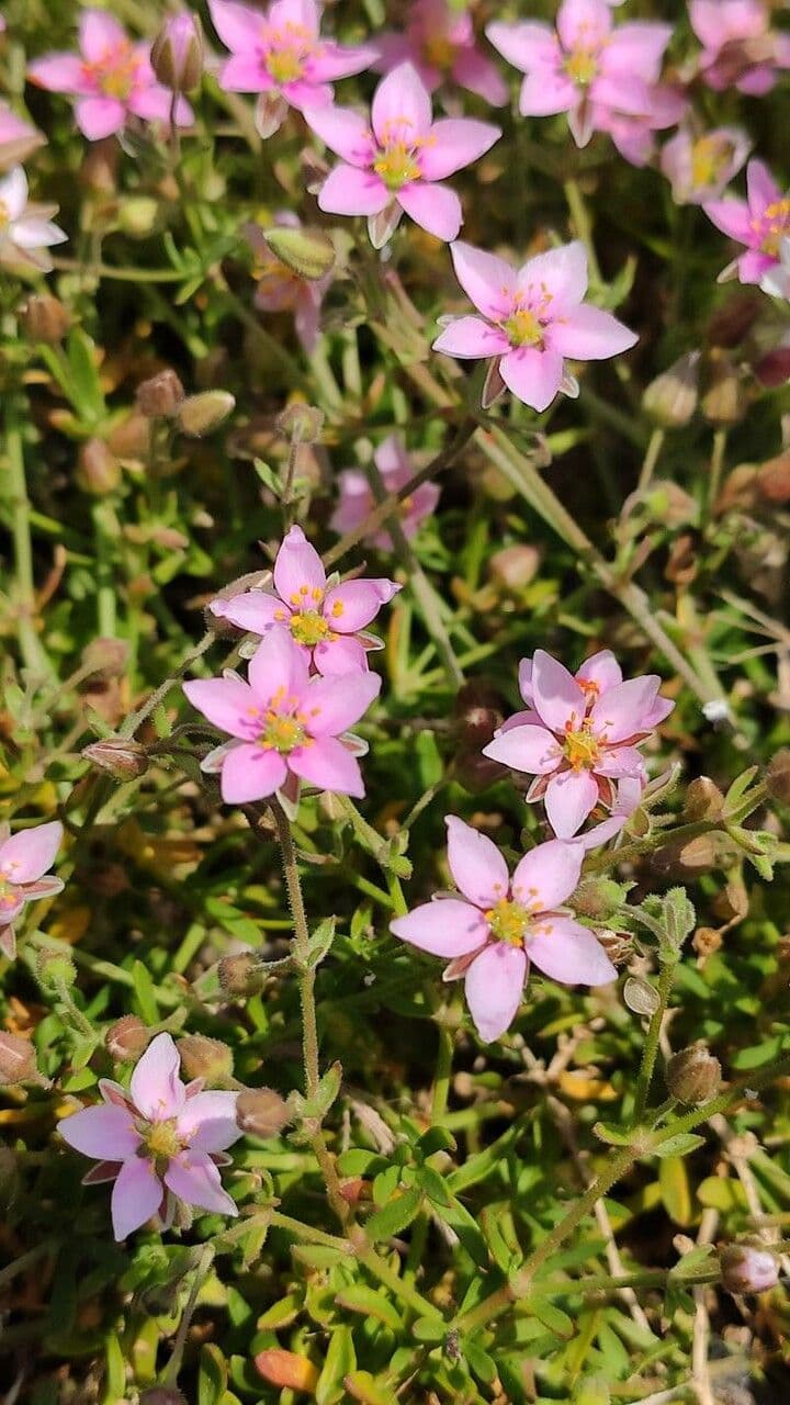 Rhodalsine 11