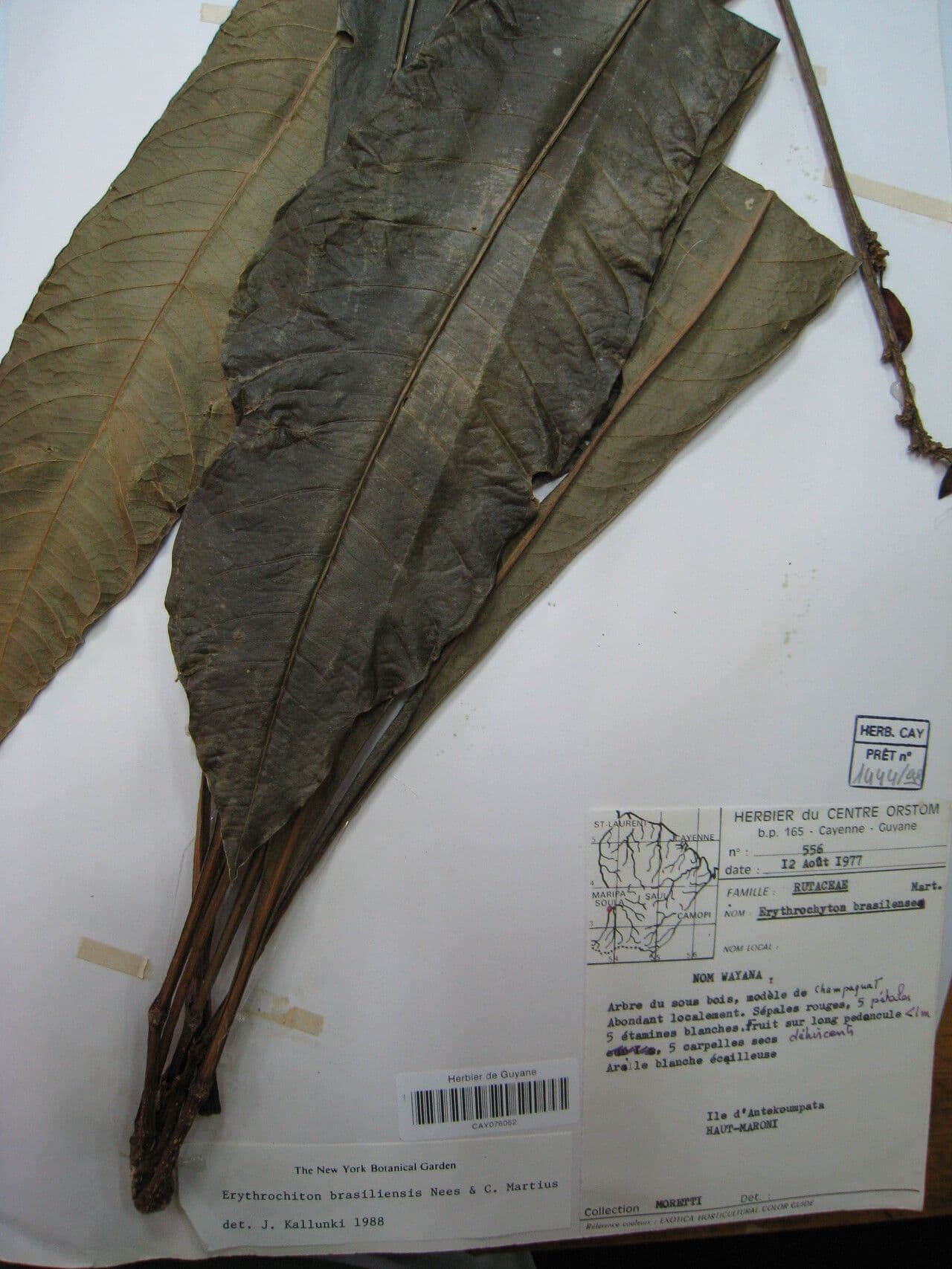 Erythrochiton 3