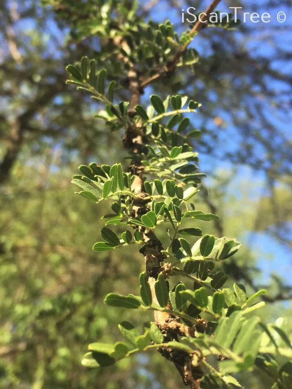 Ormocarpum