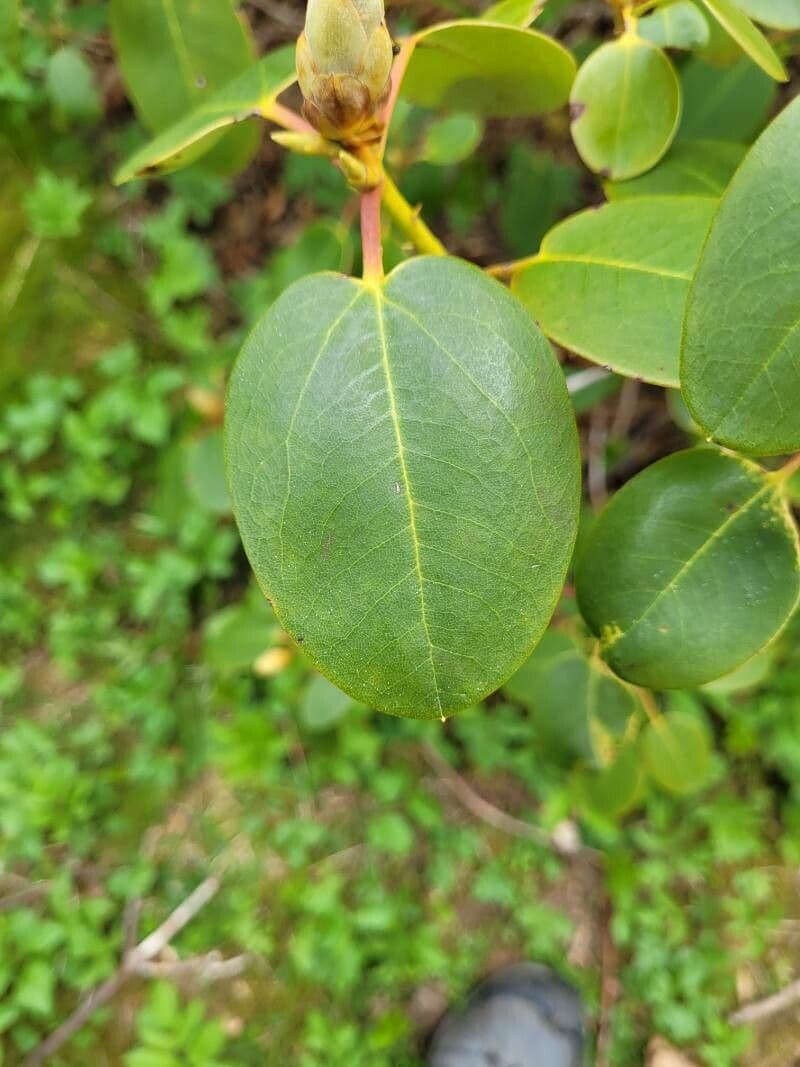 Rododendro 13