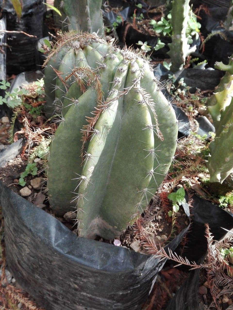 Isolatocereus 3