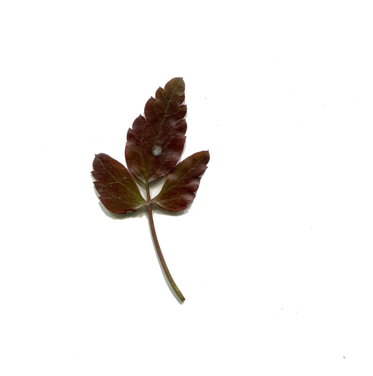 Clematis cirrhosa 29