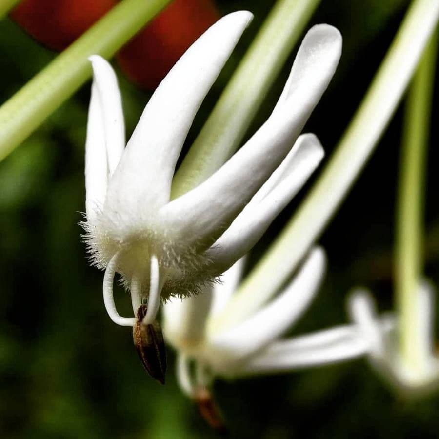 Posoqueria latifolia 7