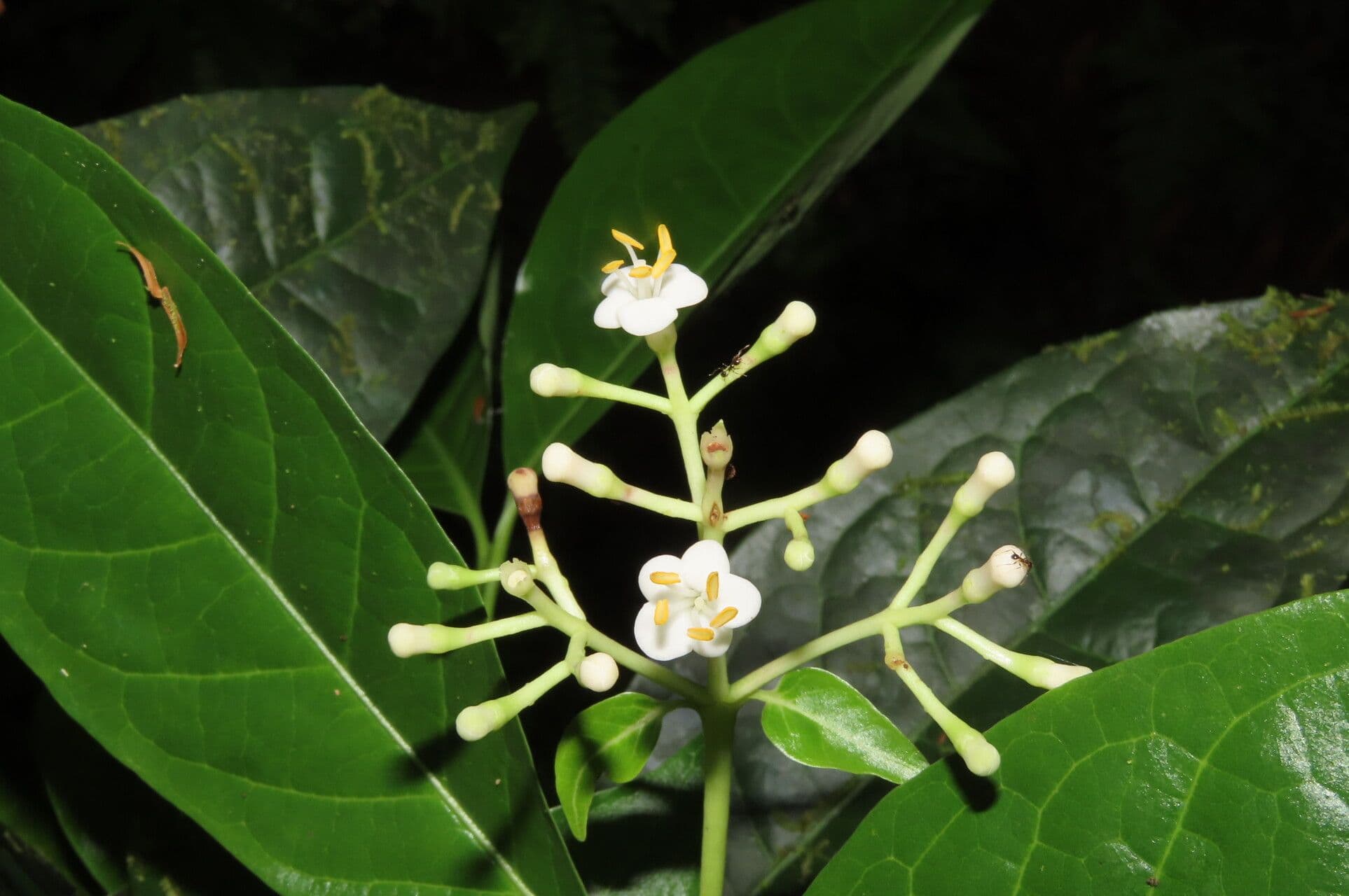 Chione venosa 8