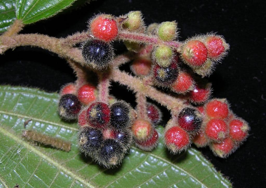 Miconia