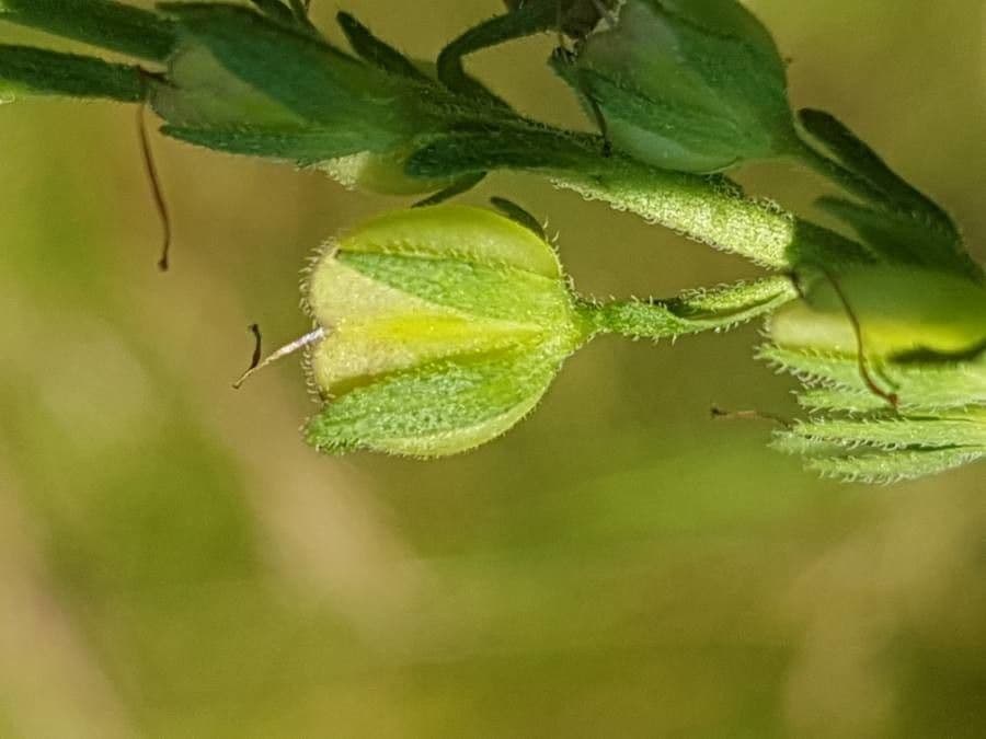 Veronica austriaca 2