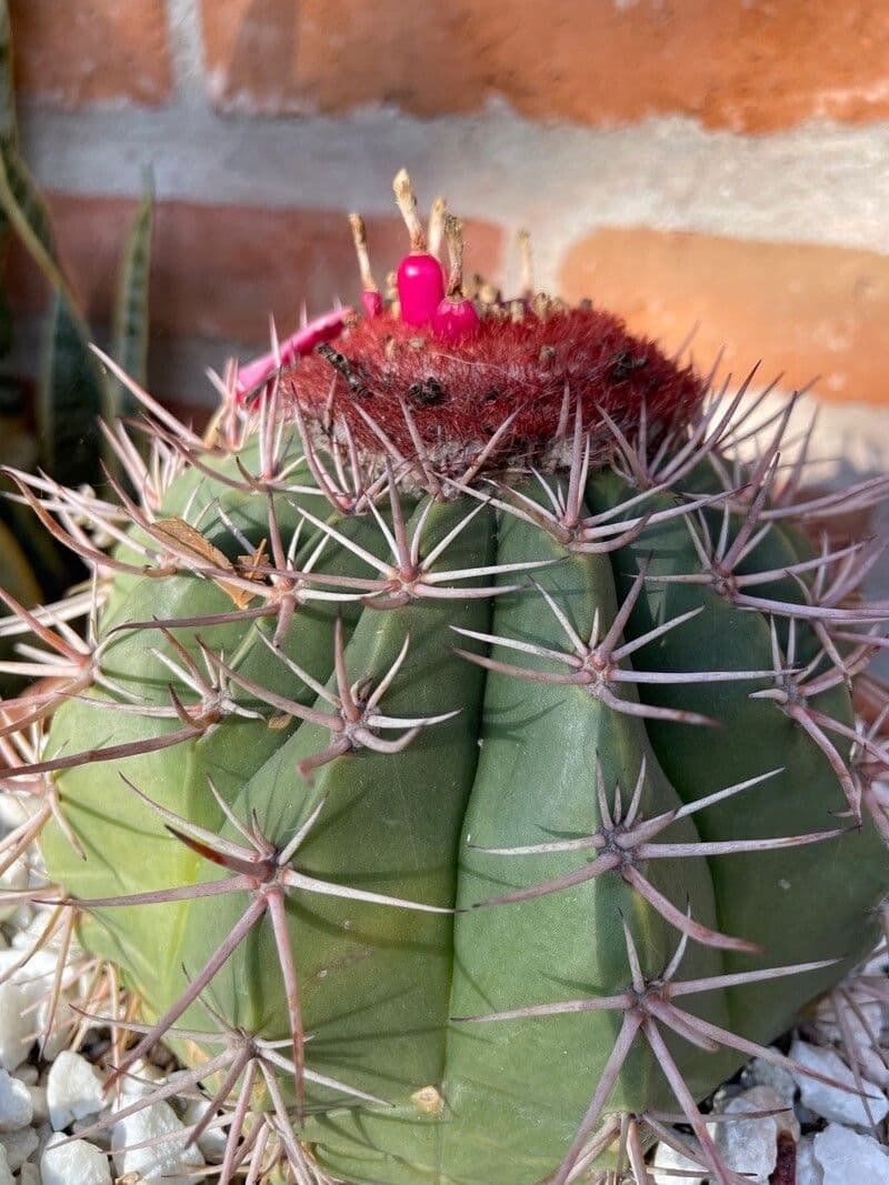 Melocactus 10