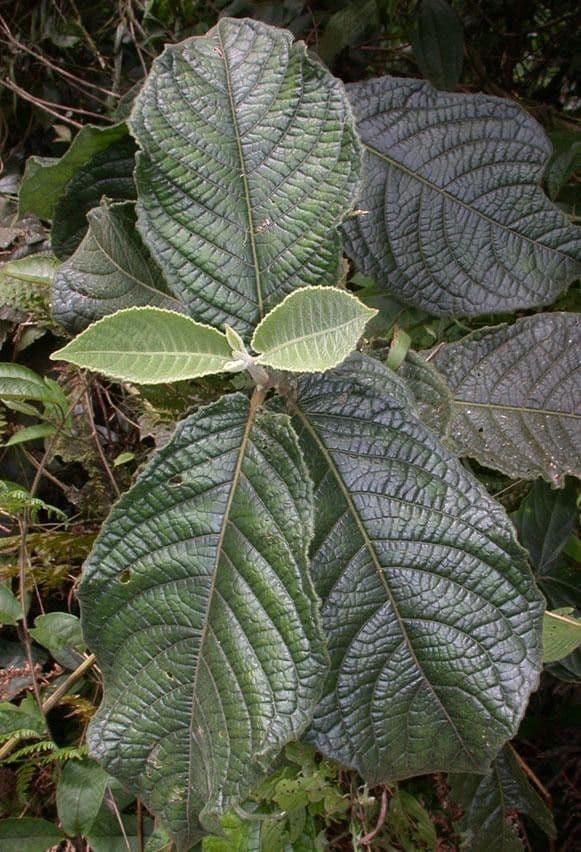 Siparuna 10