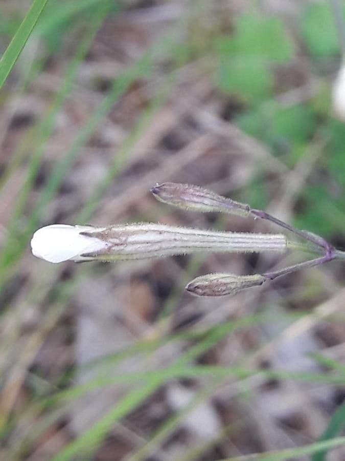 Silene italiana 30