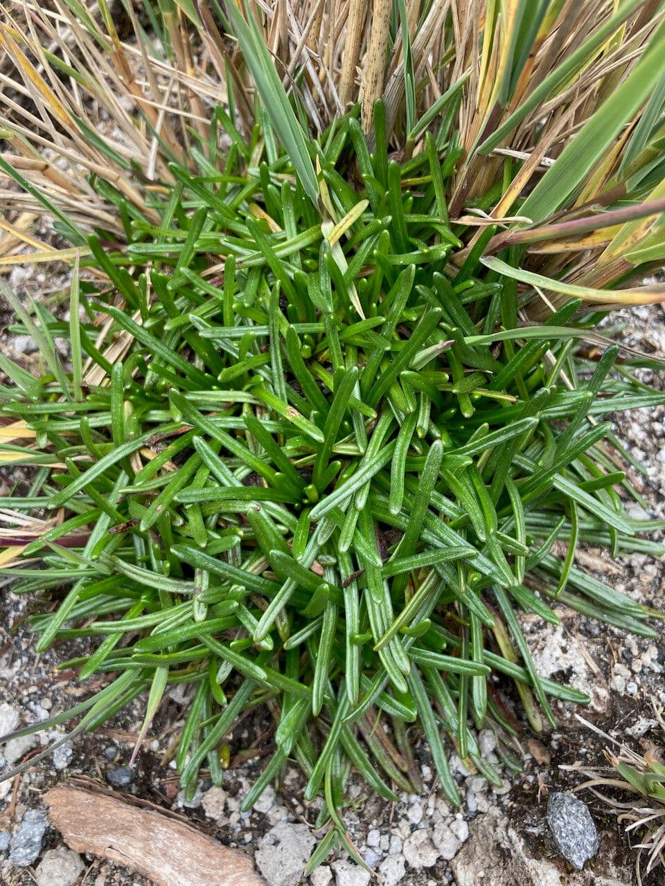 Calandrinia acaulis 7