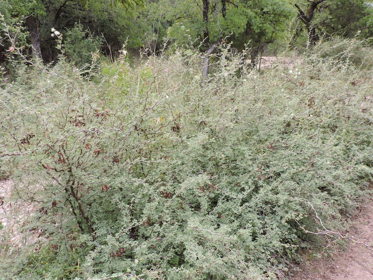 Mimosa spinosa 8